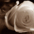 naradeya profile picture