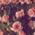 member nehal_alra