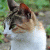 member nekoshka