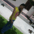 ngoc_sand_spider profile picture