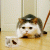 member nyoronyoro