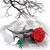 member omer333333