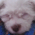 Perrito profile picture