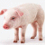 Piggy_PINK profile picture
