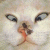 Punaise profile picture