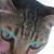 member pangorangecat