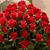 member pearl_sea