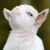 perunika profile picture