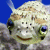 petersun profile picture