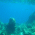 member Rakhmaninov