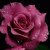 member Reine238