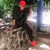 member randol_cop