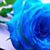 member rashad_moh