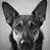 member rodolfo_du2