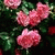 member rose_rose5