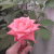 rosedevie profile picture