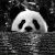 member Sad_panda