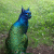 Sindaramanee profile picture