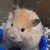Sutailja profile picture