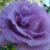 member Suzan1990