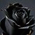 member salam_sala4