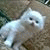 member saleh_bel