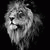 member salomon_ma