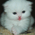 saradal profile picture