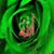 member sayed_magd