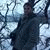 member shehadeh_m
