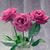 member shukriya_a