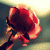 shuupi profile picture