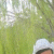 member susmiles