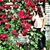member svitlana_a