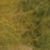 member Talmerioz