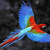member theBird