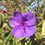 member therese_de