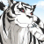 tiger404 profile picture