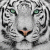 member tigerblanc