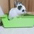 member urr_bunny_