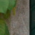 member Viktoriaarn