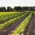 vivero_see profile picture