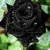 winz_fouad profile picture