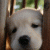 XingCheng profile picture