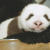 Yang621 profile picture