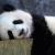 Yuye profile picture