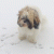 YuzuAnzu profile picture