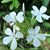member yasmeenfai