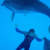 z-dolphin profile picture