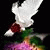 member ziyad_ziya